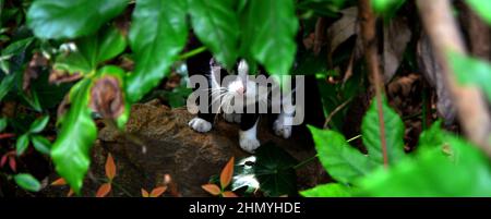 Blick auf niedliche Katze aus grünen Blättern Stockfoto