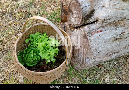 Korb mit frisch geernteten Salaten auf den trockenen Strohhalmen bedeckt Masse Stockfoto