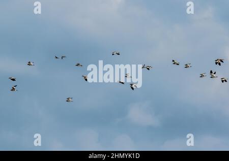 Eine Herde von Rot-Gelbstirn-blatthühnchen Kiebitz (Vanellus indicus) fliegen weg von einem Reisfeld in der Nähe Stockfoto