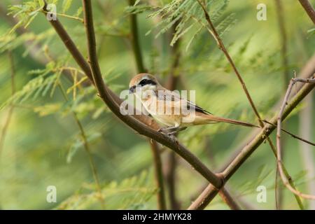 Braun shrike Vogel auf einem Zweig der Baumstruktur mit verschwommenen Hintergrund Stockfoto