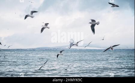 Viele Möwen fliegen in der Nähe der Küste. Stockfoto