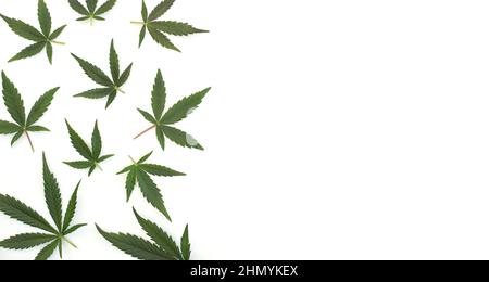 Grüne Cannabisblätter isoliert auf weißem Hintergrund. Marihuanablätter in einem Muster auf der rechten Seite mit Platz für Text angeordnet. Draufsicht Stockfoto