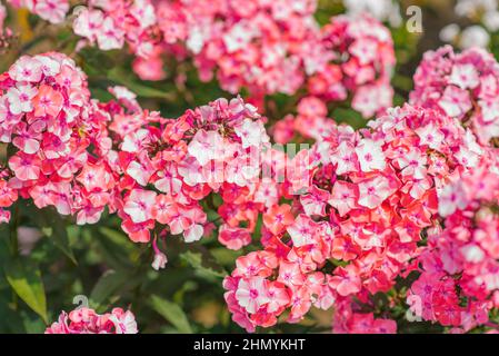 Rosa Blüten von Phlox paniculata Nahaufnahme auf dem Hintergrund eines grünen Gartens Stockfoto