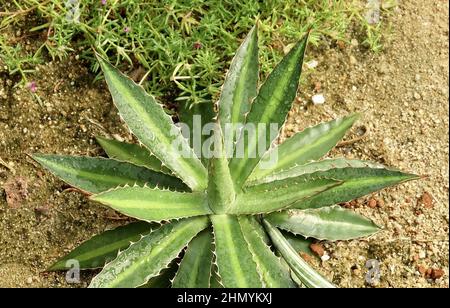 Schöne Agave Univittata oder die Thorn Crested Centur Plant, Eine sukkulente Pflanze mit Einer großen Rosette aus dicken und fleischigen Blättern mit scharfen Dornen. Stockfoto