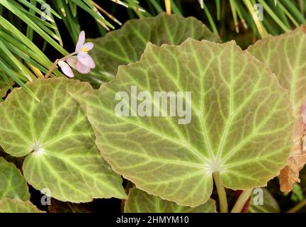 Schöne frische rosa Begonia Blume mit grünen Blättern in Einem Garten für Haus und Gebäude Dekoration. Stockfoto