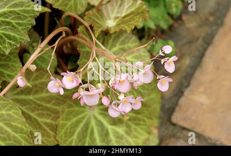 Schöne frische rosa Begonia Blume mit grünen Blättern in Einem Garten für Haus und Gebäude Dekoration. Stockfoto