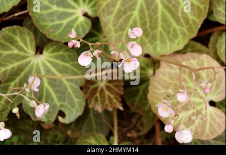 Schöne frische rosa Begonia Blume mit grünen Blättern in Einem Garten für Haus und Gebäude Dekoration. Stockfoto