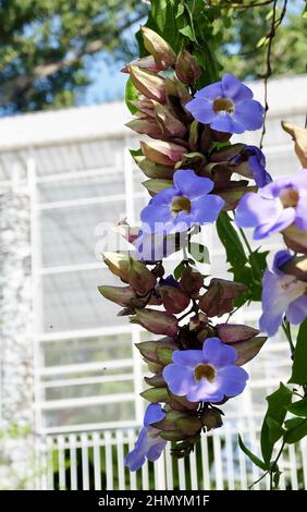 Blumenschmuck aus blauer Thunbergia Grandiflora, blauer Trompetenweinrebe oder bengalischer Clockvine im Grünen Garten. Stockfoto