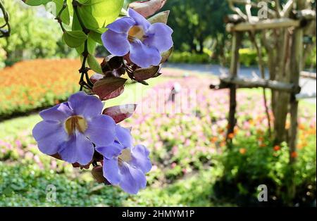 Blumenschmuck aus blauer Thunbergia Grandiflora, blauer Trompetenweinrebe oder bengalischer Clockvine im Grünen Garten. Stockfoto