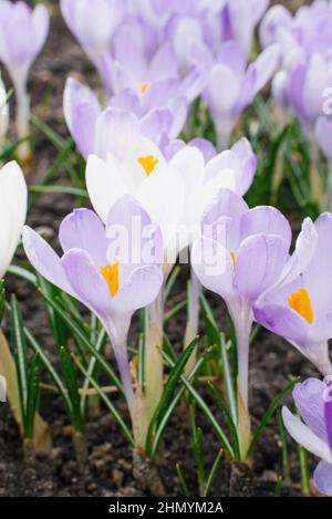 Im Garten blühen Flieder-Krokusse aus nächster Nähe Feder Stockfoto