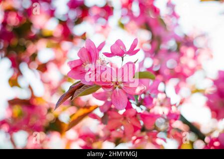 Rosa Apfelblüten blühen im Frühling Stockfoto