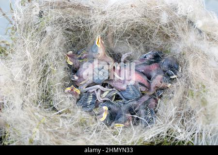 Tote Titten-Küken im Nest. Stockfoto