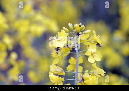 Kohlfliege (auch Kohlwurzelfliege, Wurzelfliege oder Rübenfliege) - Delia radicum durch parasitären Pilz - Entomophthora muscae. Stockfoto