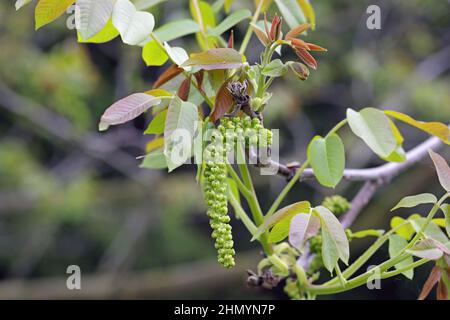Nussbaum in Blüte, männliche Blüten auf Ästen. Anfang Frühling. Stockfoto
