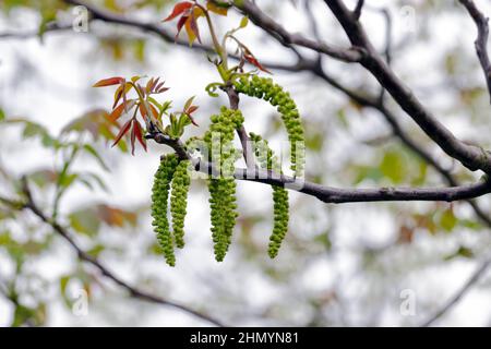 Nussbaum in Blüte, männliche Blüten auf Ästen. Anfang Frühling. Stockfoto