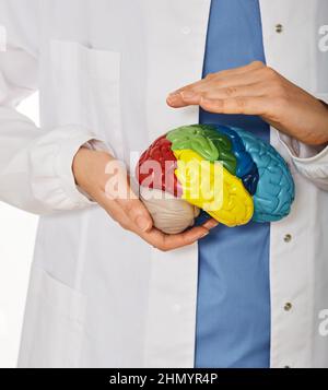 Anatomisches Modell des menschlichen Gehirns in den Händen des Arztes, das die medizinische Versorgung zeigt. Diagnostik und Behandlung von Hirnerkrankungen, Kopfschmerzen und Gehirn Stockfoto