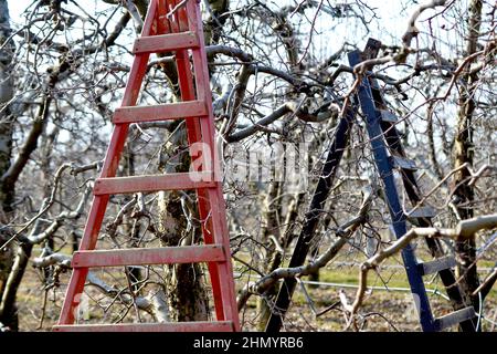 Leiter in einem Apfelgarten bereit zum Beschneiden von Obstbäumen . Stockfoto