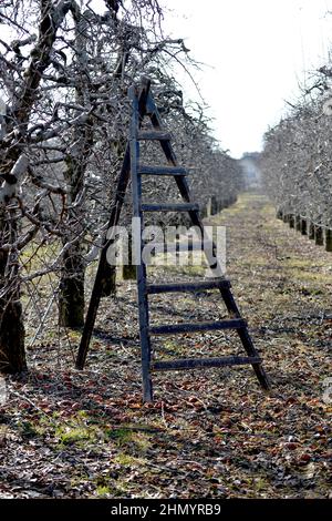 Leiter in einem Apfelgarten bereit zum Beschneiden von Obstbäumen . Stockfoto