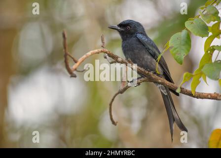 Weißbauchige Drongo - Dicrurus caerulescens, schöner schwarzer Barschvogelbaum aus asiatischen Büschen und Wäldern, Sri Lanka. Stockfoto