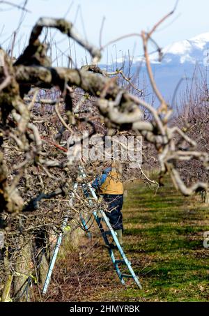 Baumschere und Leiter in einem Apfelgarten, bereit für den Schnitt von Obstbäumen im Winter Stockfoto