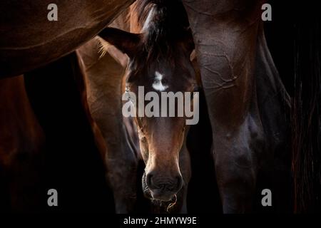 Nahaufnahme eines braunen Pferdfohlens, das durch die Beine der Stute die Kamera anschaut, isoliert auf Schwarz. Stockfoto