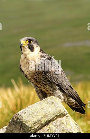 Porträt eines Peregrinenfalken in natürlichem Moorgebiet, auf Flechten bedeckten Felsen thront. Wissenschaftlicher Name: Falco Peregrinus. Nahaufnahme. Speicherplatz kopieren. Stockfoto