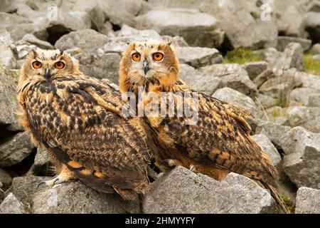 Zwei junge, sehr große und mächtige Eurasische Eulen mit leuchtend orangefarbenen Augen, die in einem natürlichen Felsvorsprung nach vorne blicken. Wissenschaftlicher Name: Bubo Bubo. Stockfoto