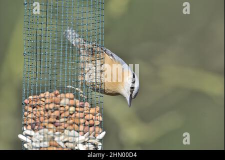 Nuthatch - Holznuthatch - Europäische Nuthatch (Sitta europaea) Fütterung auf einem Vogelfutterhäuschen im Winter Stockfoto