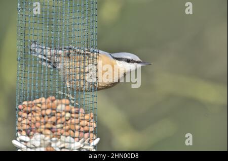 Nuthatch - Holznuthatch - Europäische Nuthatch (Sitta europaea) Fütterung auf einem Vogelfutterhäuschen im Winter Stockfoto