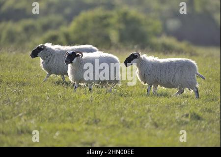 Hausschafe (Ovis aries) Herde weiden auf einer Wiese im Sommer Mull Island - Schottland - Großbritannien Stockfoto