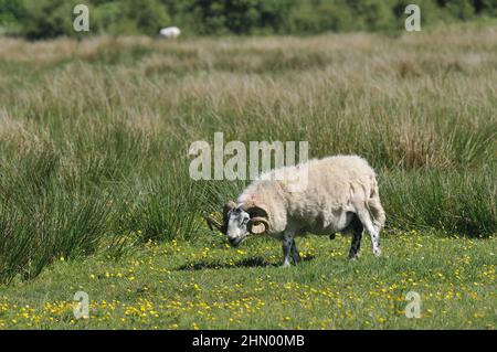 Hausschafe (Ovis aries) Widder grasen auf einer Wiese im Sommer Mull Island - Schottland - Großbritannien Stockfoto