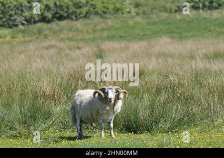 Hausschafe (Ovis aries) Widder grasen auf einer Wiese im Sommer Mull Island - Schottland - Großbritannien Stockfoto