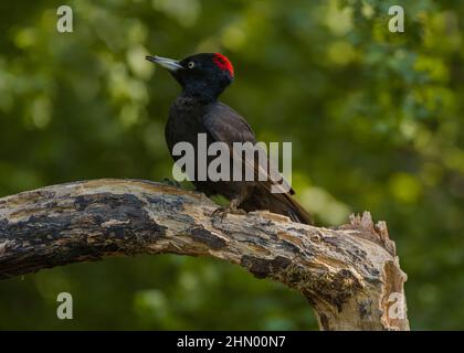 Specht schwarz (Dryocopus martius), Weibchen auf Baumstamm, Hortobágy-Nationalpark, Ungarn Stockfoto