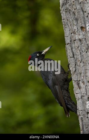 Specht schwarz (Dryocopus martius), Weibchen auf Baumstamm, Hortobágy-Nationalpark, Ungarn Stockfoto