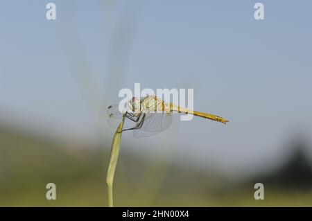 Rotaderentaucher - Nomad (Sympetrum fonscolombii) Weibchen, die auf einer Pflanze thront Provence - Vaucluse - Frankreich Stockfoto