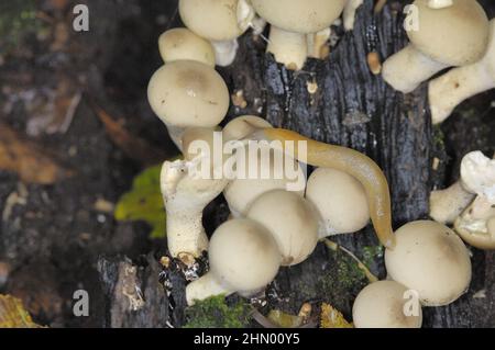 Igelschnecke - Glassschnecke (Arion intermedius), die im Herbst Pilze füttert Stockfoto