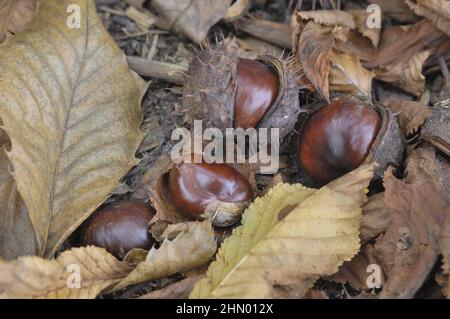 Europäische Rosskastanie (Aesculus hippocastanum)-Bänkchen fielen im Herbst auf den Boden Stockfoto