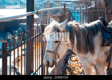 Pferd im Dorf, Tapete Stockfoto