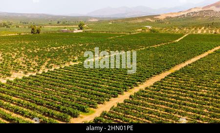 Weinberge und Olivenhaine im Süden der Insel Kreta Stockfoto