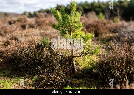 Eine junge Fichte oder Kiefer, die außerhalb der Saison in der Landschaft von Suffolk wächst. Neues Leben, neues Wachstum, Erhaltung, Forstkonzept Stockfoto
