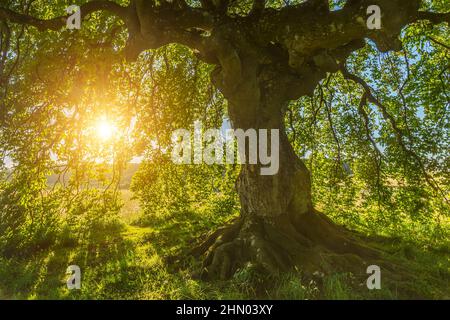 Die Sonne scheint durch die alte Buche Stockfoto