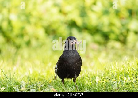 Der weibliche Amsel (Turdus Merula) mit vielen Regenwürmern im Schnabel war sehr erfolgreich. Stockfoto