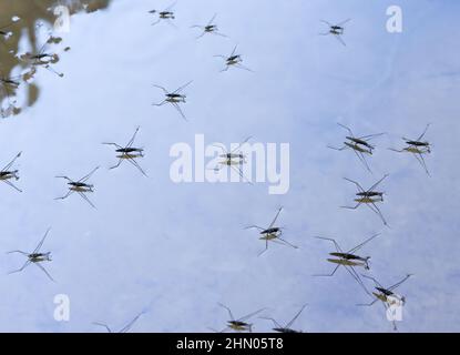 Gerris lacustris ist allgemein bekannt als der gewöhnliche Teichskater Stockfoto