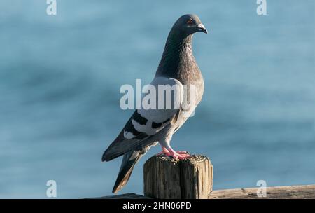 Profil einer gewöhnlichen Taube Columba livia, die auf einem verwitterten Holzpfosten mit verschwommenem Meerwasser im Hintergrund thront Stockfoto