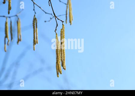 Im Frühjahr hängen männliche Kätzchen an einem blühenden Hasel-Strauch (Corylus avellana) an einem blauen Himmel, der gelbe Pollen kann Allergien auslösen, copy spc Stockfoto