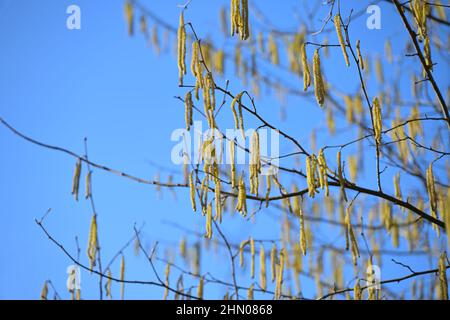 Blühender Haselnussstrauch (Corylus avellana), gelbe männliche Kätzchen mit Pollen gegen einen blauen Himmel, erste Nahrung für Bienen im Frühjahr, aber ein Problem für Stockfoto