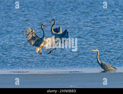 Zwei große Blaureiher (Ardea herodias) joust miteinander in einer wahrscheinlich territorialen Darstellung, wie sie in United 1 in Farmington Bay WMA, Utah, zu sehen ist. Stockfoto