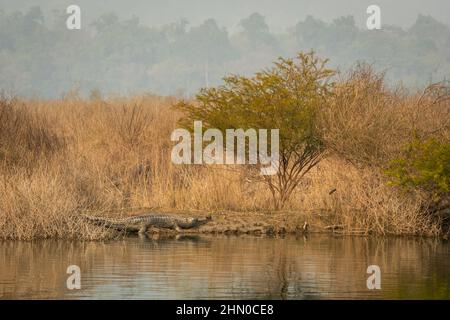 Reifer Gharial oder Gavialis gangeticus in natürlicher landschaftlicher Umgebung, der sich in der Wintersaison in der Nähe des ramganga-Flussufers in der dhikala-Zone von jim corbett sonnt