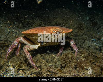 Nahaufnahme eines Krebs-Pagurus, auch als essbare Krabbe oder braune Krabbe bekannt. Bild von den Wetterinseln, Schweden Stockfoto