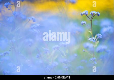 Holz Vergiss-mich-nicht (Myosotis sylvatica) blüht auf der Wiese. Selektiver Fokus und geringe Schärfentiefe. Stockfoto